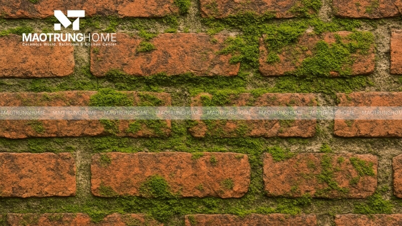 Gạch ceramic có bề mặt bị bám rêu.