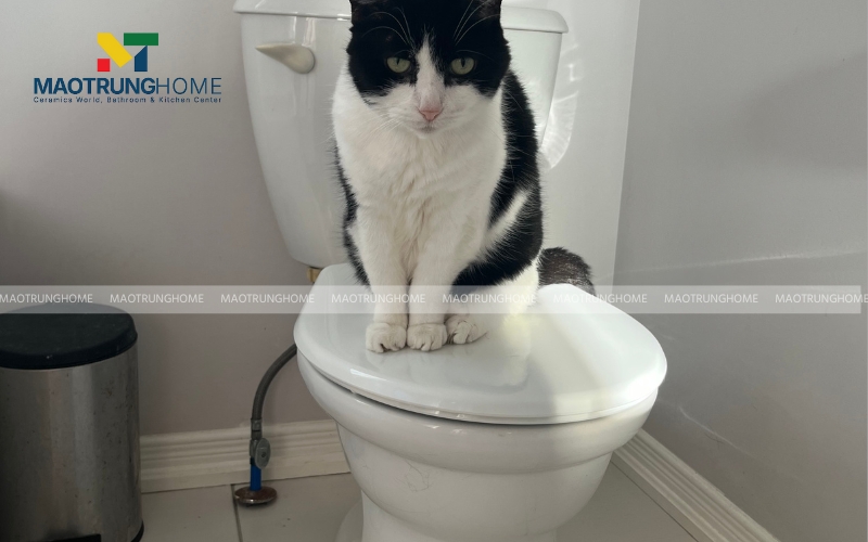 Bồn cầu 2 khối